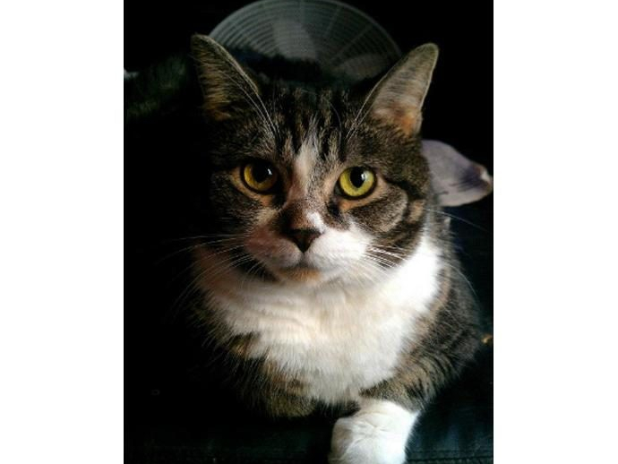 Verona Animal Hospital, United States, New Jersey, Verona | BestofEssex.com
